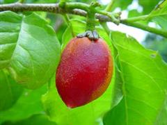 درخت روغن بادام